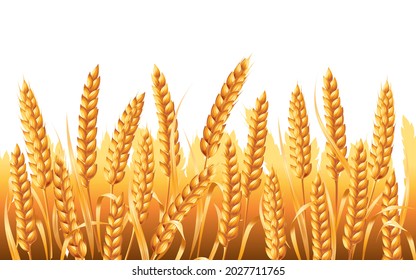 A field of ripe wheat ears. Vector illustration isolated on white background.