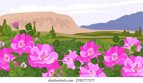 Field of rose in Bulgaria. Vector Roses are grown on Farm in Iran and Syria for essential oils extracts. Damask rose plantation with mountains in the background. Raw materials for cosmetic, perfume