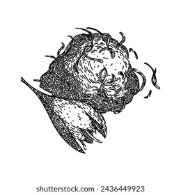 field saffron hand drawn. crocus saffron, perfume transparent, blue spring field saffron vector sketch. isolated black illustration