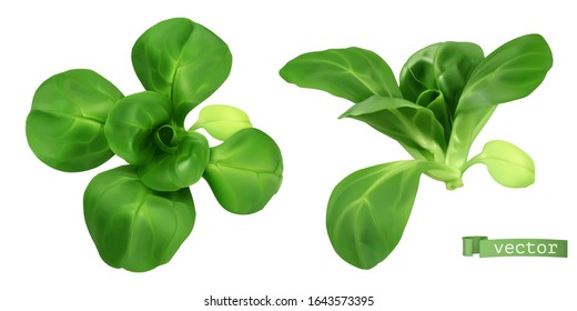 Field Salad, Corn Salad Or Lamb's Lettuce Realistic Vector Objects. Food Illustration