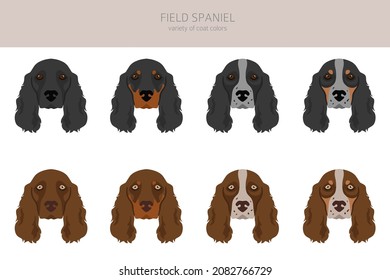 Field spaniel clipart. Different poses, coat colors set.  Vector illustration