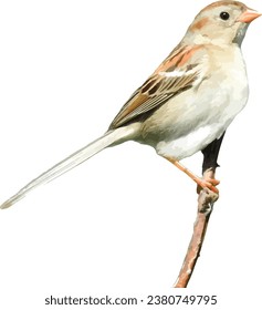 Field Sparrow (Spizella pusilla) North American Songbird Bird Isolated 