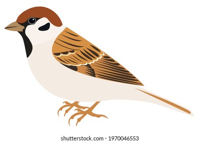 Field Sparrow vector isolated. City bird  (Passer montanus) stock illustration.