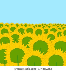 Field of sunflowers.