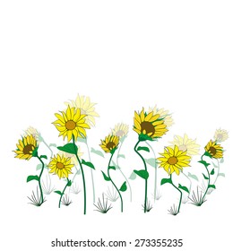 Field of sunflowers