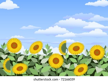 Field of sunflowers