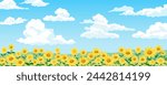 Field of sunflowers against a background of blue sky with clouds. Vector illustration of beautiful yellow sunflowers with amazing sky and white clouds. Sunflower. Summer.