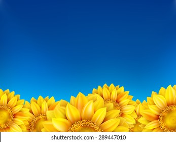 Field of sunflowers and blue sky. EPS 10 vector file included