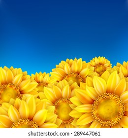 Field of sunflowers and blue sky. EPS 10 vector file included