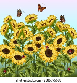 Field of sunflowers and butterflies.Vector illustration with sunflowers and butterflies on a colored background.