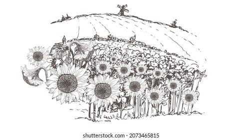 A field with sunflowers. Landscape with a mill. Vector hand drawn illustration.