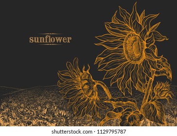 
Field of sunflowers and large flowers in the foreground on 
a black background.Hand-drawn vector 
illustration in vintage style.  Floral template.
