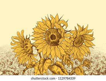 
Field of sunflowers with large flowers in the foreground.Hand-drawn vector 
illustration in vintage style. Floral template.