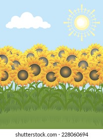 Field of sunflowers on a background of the sky