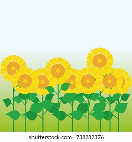 Field of sunflowers under blue sky. Vector illustration