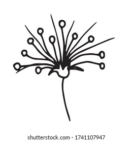 Field Thorn. Stylized vector drawing. Drawn in black outline on a white background.
