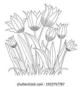 Field tulips on a white background. Coloring book for children and adults