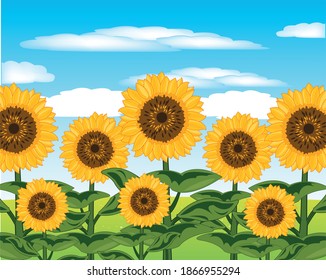 Field with useful plant sunflower year daytime