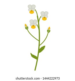 Field violet flower flat icon, wildflowers, plant vector illustration isolated on white background