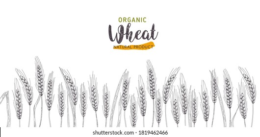 Field of Wheat. Wheat field background hand drawing.