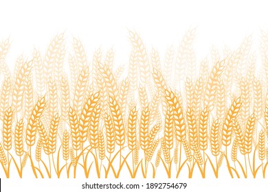 Field of Wheat , Barley, oat  or rye on a white background. Vector illustration.