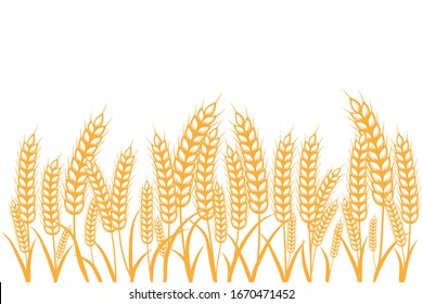 Field of Wheat , Barley or rye on a white background