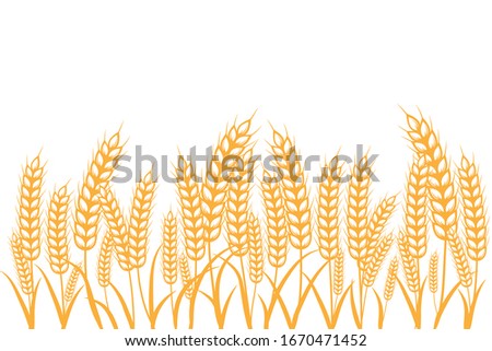 Field of Wheat , Barley or rye on a white background