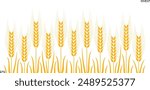 Field with wheat. Isolated wheat on white background