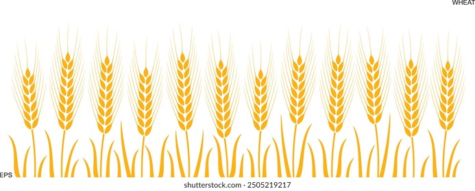 Field with wheat. Isolated wheat on white background