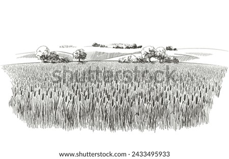 Field of wheat on hills in the background. Rural landscape. A trees, plants, forest panorama. Hand drawn vector watercolor illustration.
