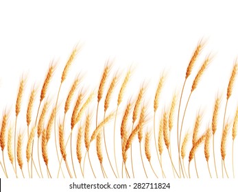 Field of wheat on white. EPS 10 vector file included