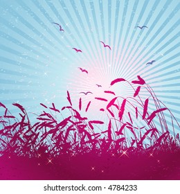 field of wheat over sunny sky, vector