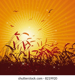 field of wheat over sunny sky, vector