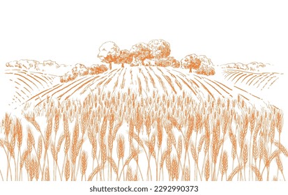 Field wheat  Rural