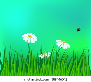field of white daisies/ two ladybugs
