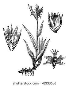 Field Wood-rush or Luzula campestris or Good Friday Grass or Sweep's Brush, vintage engraving. Old engraved illustration of Field Wood-rush isolated on a white background. Trousset Encyclopedia