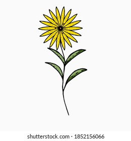 Field yellow flower with green leaves on a white background. Handmade illustration of spring and summer flowers.