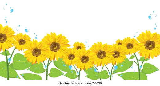 a field of yellow sunflowers