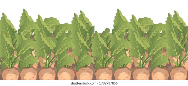 Field of young green sugar beet. Vector illustration.