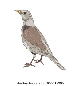 Fieldfare - hand drawn vector illustration isolated on white. Flat color design.