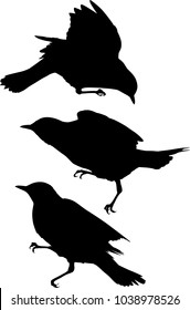 Fieldfare Silhouettes Isolated On White Background Stock Vector ...