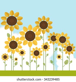 Fields Of Sunflowers With Blue Sky And Clouds