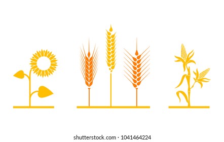 Fields of sunflowers, wheat, and corn. Set of simple wheats ears icons and grain design elements for beer, organic wheats local farm fresh food, bakery themed wheat design.