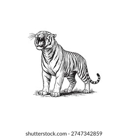Fierce black and white illustration of a roaring tiger, capturing its raw power and untamed wildness for designs related to strength and nature.