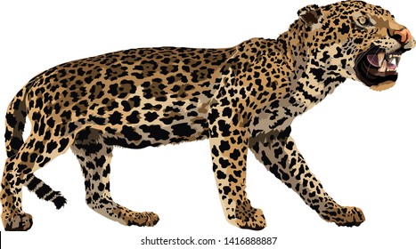 Drawing Cheetah Rare Stripes His Back Stock Illustration 1522149800 ...