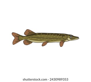 Fierce Northern Pike fish vector illustration, showcasing its distinctive markings and predatory nature. Perfect for fishing enthusiasts, wildlife themes, and outdoor designs.