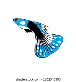 fierce predatory fish and beautiful ornamental fish to keep