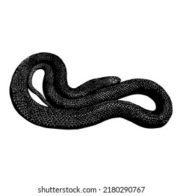 Fierce Snake Hand Drawing Vector Illustration Isolated On White Background