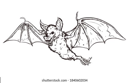 Fierce and terrifying vampire bat flying in hand drawn style, isolated over white background.