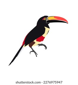 Die feergekleidete aracari, Pteroglossus frantzii.Toucan Vektordesign, Pnnni qualitativ hochwertiges Bild mit transparentem Hintergrund